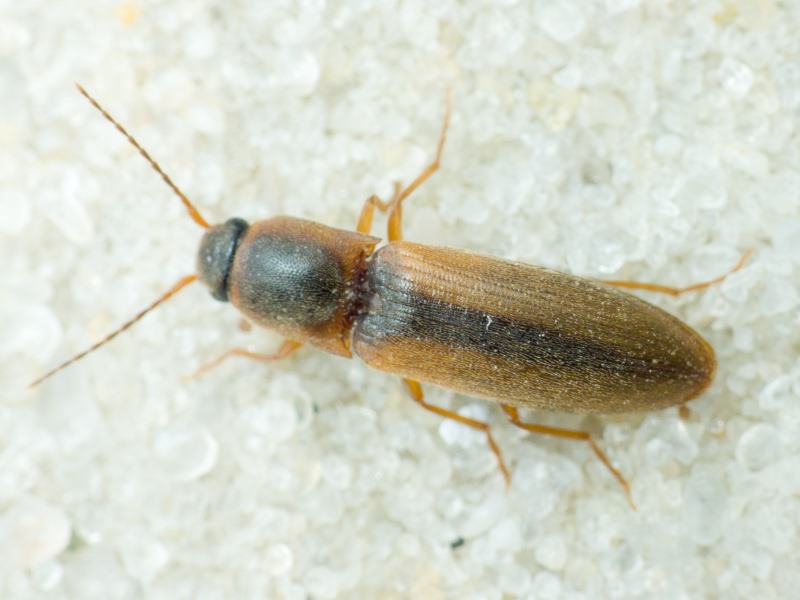 Dalopius marginatus (Linnaeus, 1758)